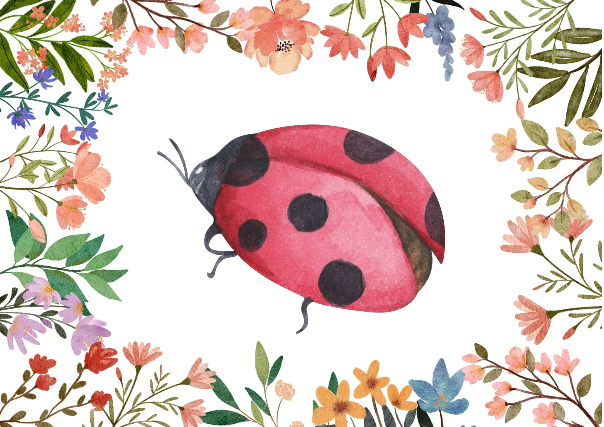 How many bugs - ladybird germanola